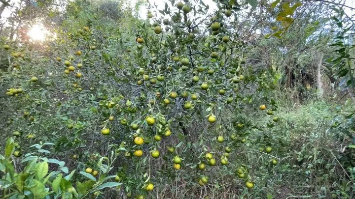 Chácara à venda de 3 ha em Santo Antônio da Patrulha, RS, Brasil