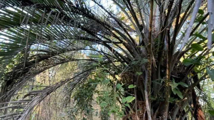 Chácara à venda de 3 ha em Santo Antônio da Patrulha, RS, Brasil