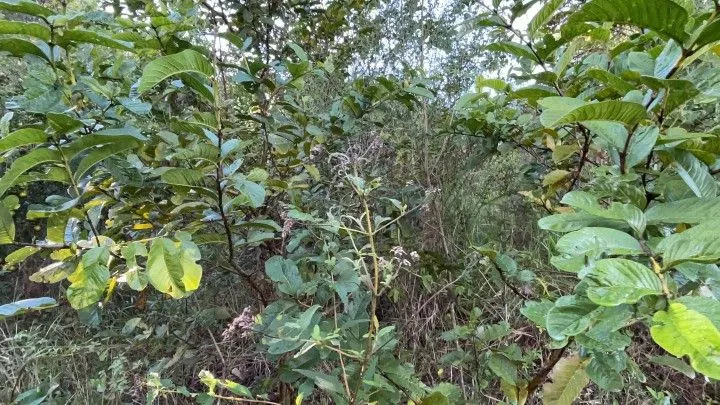 Chácara à venda de 3 ha em Santo Antônio da Patrulha, RS, Brasil