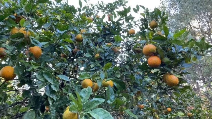Chácara à venda de 3 ha em Santo Antônio da Patrulha, RS, Brasil