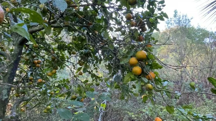 Chácara à venda de 3 ha em Santo Antônio da Patrulha, RS, Brasil