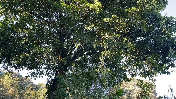 Chácara à venda de 3 ha em Santo Antônio da Patrulha, RS, Brasil