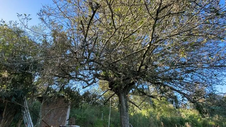 Chácara à venda de 3 ha em Santo Antônio da Patrulha, RS, Brasil
