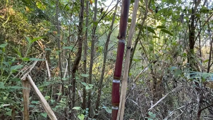 Chácara à venda de 3 ha em Santo Antônio da Patrulha, RS, Brasil