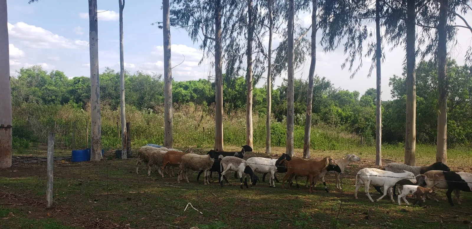 Fazenda à venda e para Arrendar de 426 ha em Araraquara, SP, Brasil