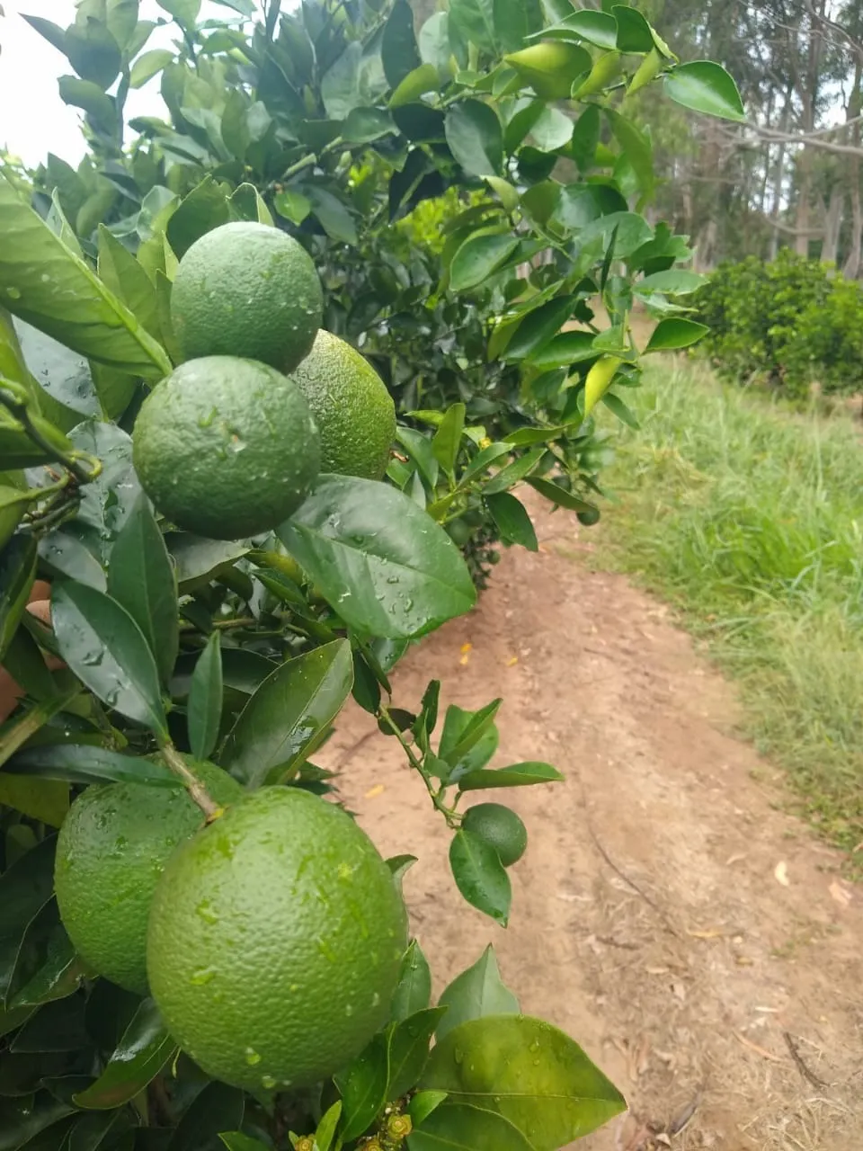 Fazenda à venda e para Arrendar de 426 ha em Araraquara, SP, Brasil
