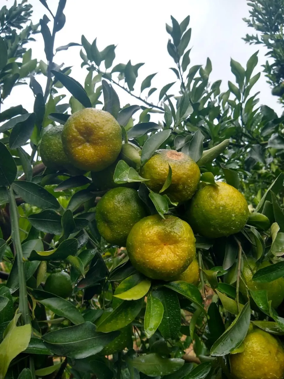 Fazenda à venda e para Arrendar de 426 ha em Araraquara, SP, Brasil