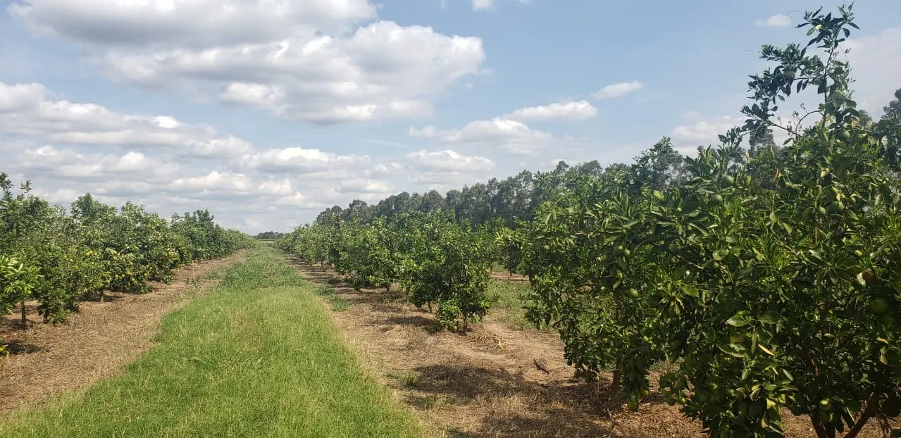 Fazenda à venda e para Arrendar de 426 ha em Araraquara, SP, Brasil