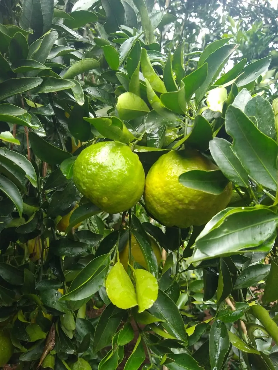 Fazenda à venda e para Arrendar de 426 ha em Araraquara, SP, Brasil