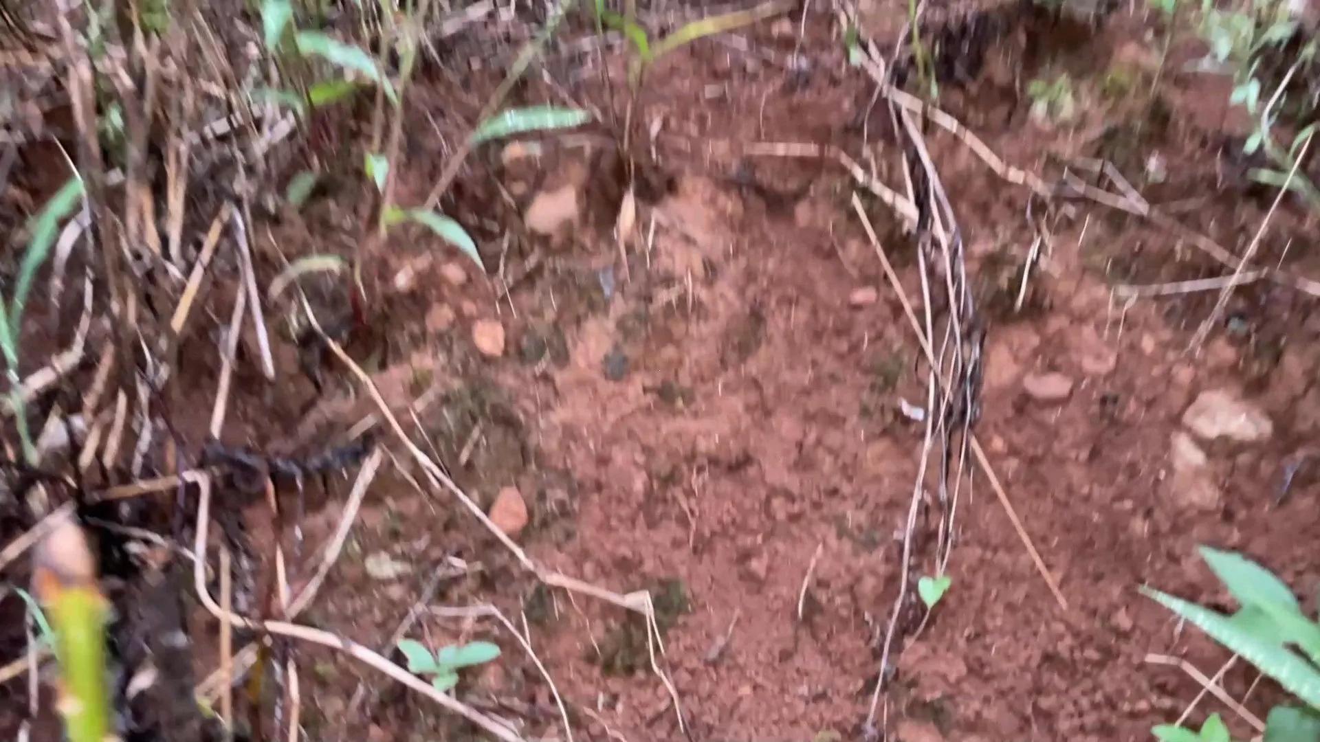 Chácara à venda de 6 ha em Nova Hartz, RS, Brasil