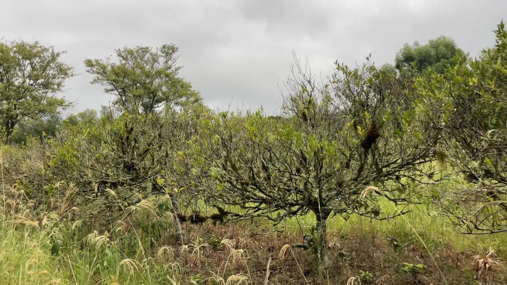 Chácara à venda de 6 ha em Nova Hartz, RS, Brasil