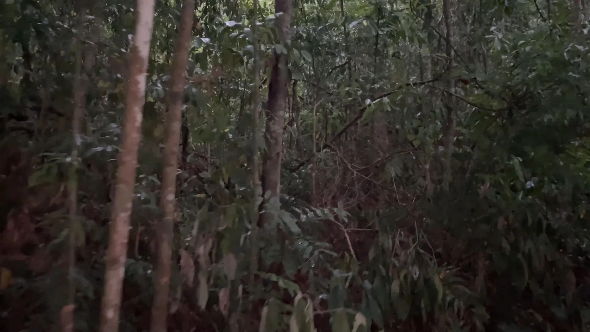 Chácara à venda de 6 ha em Nova Hartz, RS, Brasil
