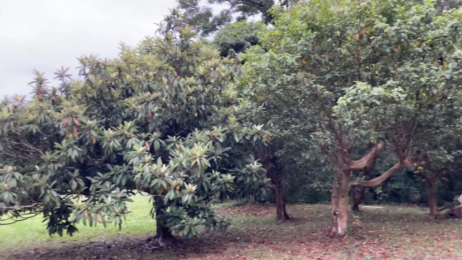 Chácara à venda de 6 ha em Nova Hartz, RS, Brasil