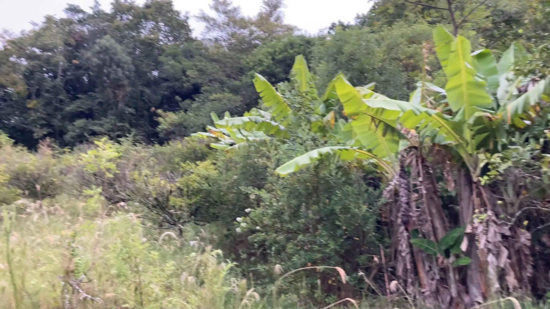 Chácara à venda de 6 ha em Nova Hartz, RS, Brasil
