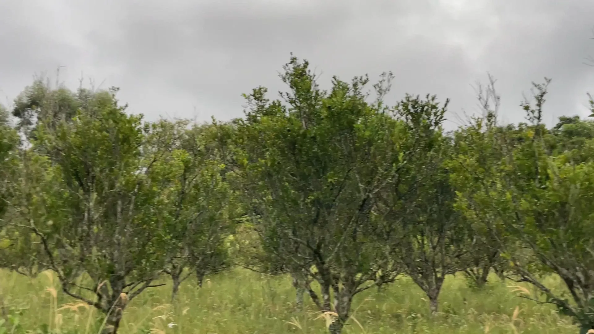 Chácara à venda de 6 ha em Nova Hartz, RS, Brasil