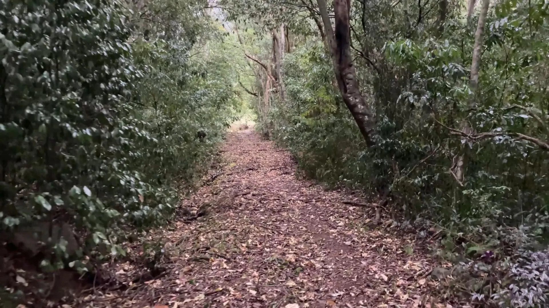 Chácara à venda de 6 ha em Nova Hartz, RS, Brasil