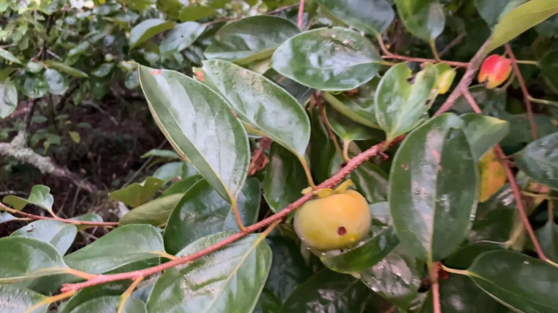 Chácara à venda de 6 ha em Nova Hartz, RS, Brasil