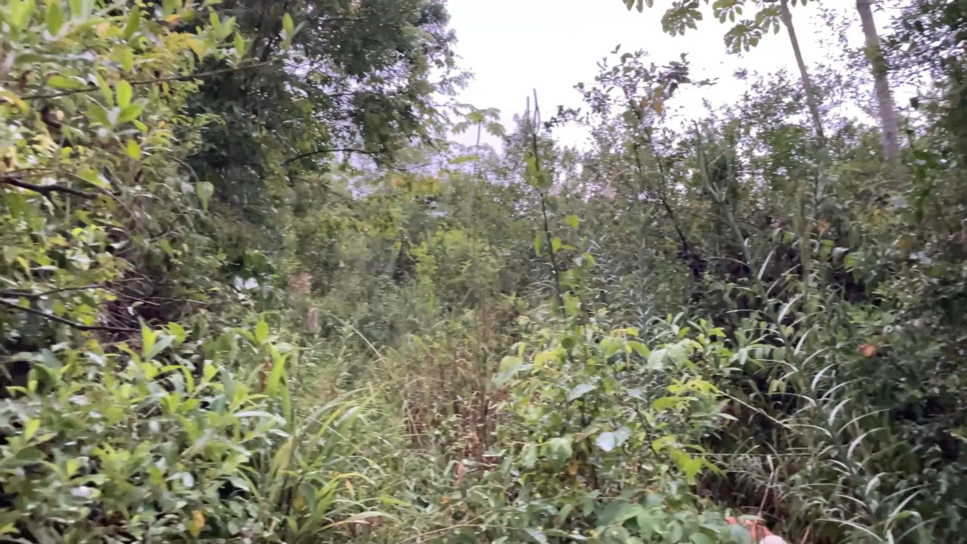Chácara à venda de 6 ha em Nova Hartz, RS, Brasil