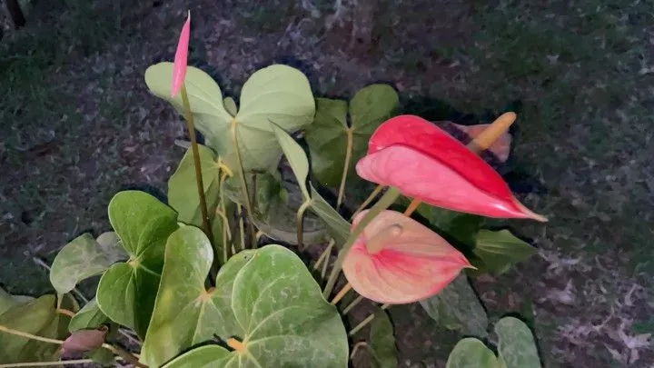 Chácara à venda de 1.900 m² em Santo Antônio da Patrulha, RS, Brasil