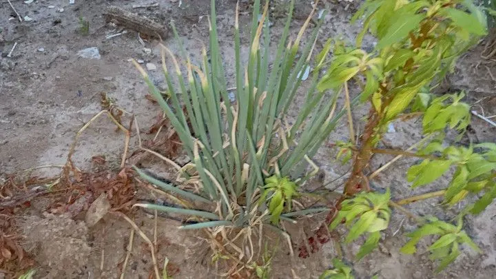 Chácara à venda de 1.900 m² em Santo Antônio da Patrulha, RS, Brasil