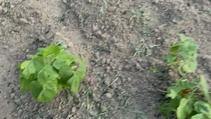 Chácara à venda de 1.900 m² em Santo Antônio da Patrulha, RS, Brasil
