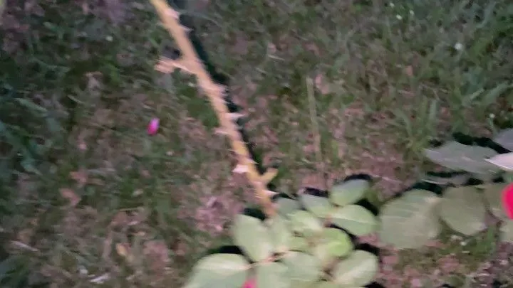 Chácara à venda de 1.900 m² em Santo Antônio da Patrulha, RS, Brasil