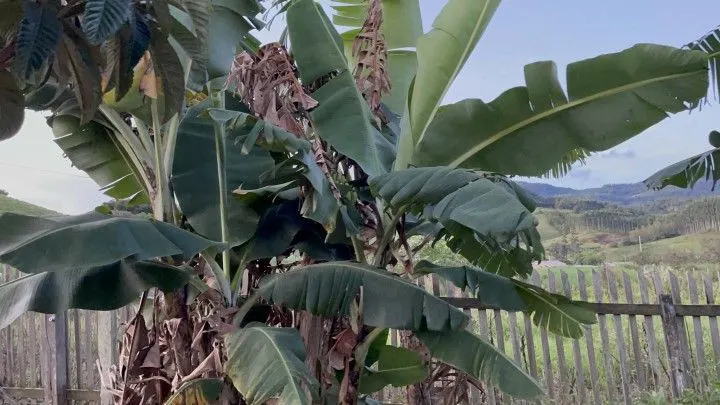Chácara à venda de 1.900 m² em Santo Antônio da Patrulha, RS, Brasil