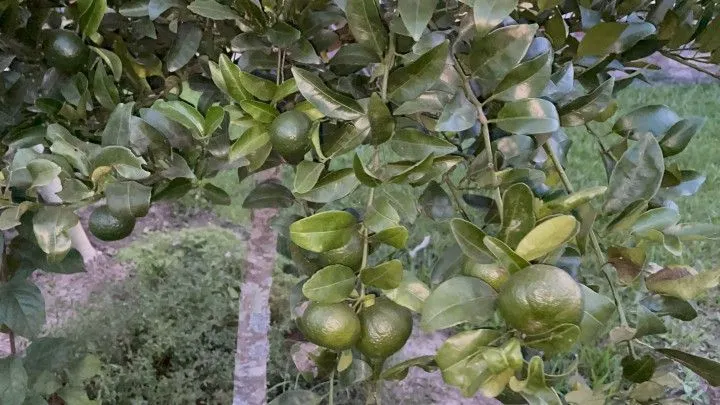 Chácara à venda de 1.900 m² em Santo Antônio da Patrulha, RS, Brasil