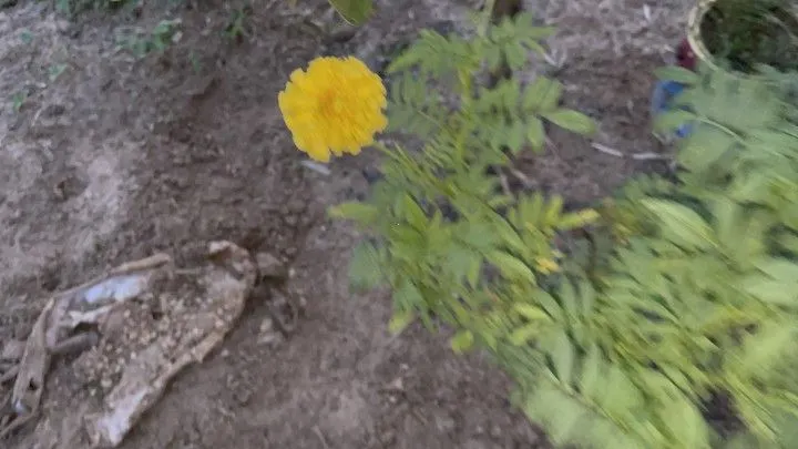 Chácara à venda de 1.900 m² em Santo Antônio da Patrulha, RS, Brasil
