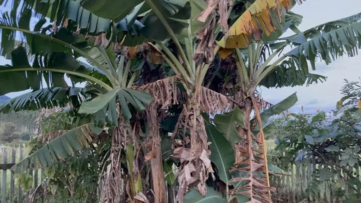 Chácara à venda de 1.900 m² em Santo Antônio da Patrulha, RS, Brasil
