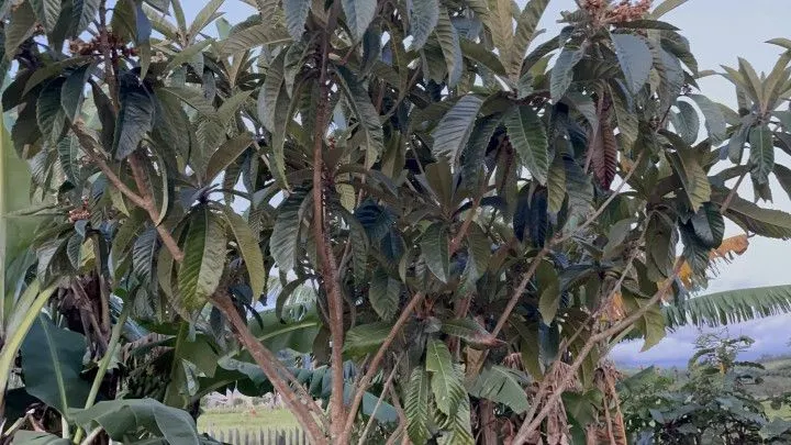 Chácara à venda de 1.900 m² em Santo Antônio da Patrulha, RS, Brasil