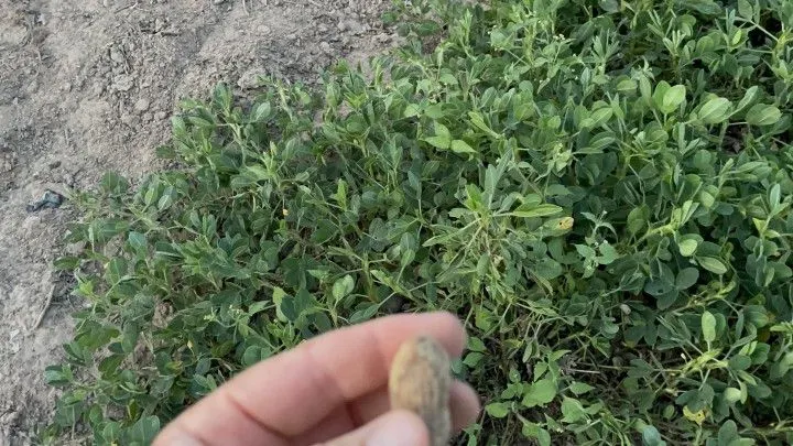 Chácara à venda de 1.900 m² em Santo Antônio da Patrulha, RS, Brasil