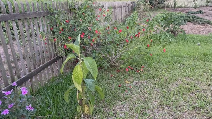 Chácara à venda de 1.900 m² em Santo Antônio da Patrulha, RS, Brasil