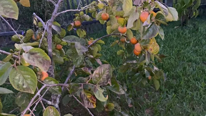 Chácara à venda de 1.900 m² em Santo Antônio da Patrulha, RS, Brasil