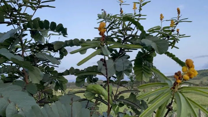 Chácara à venda de 1.900 m² em Santo Antônio da Patrulha, RS, Brasil