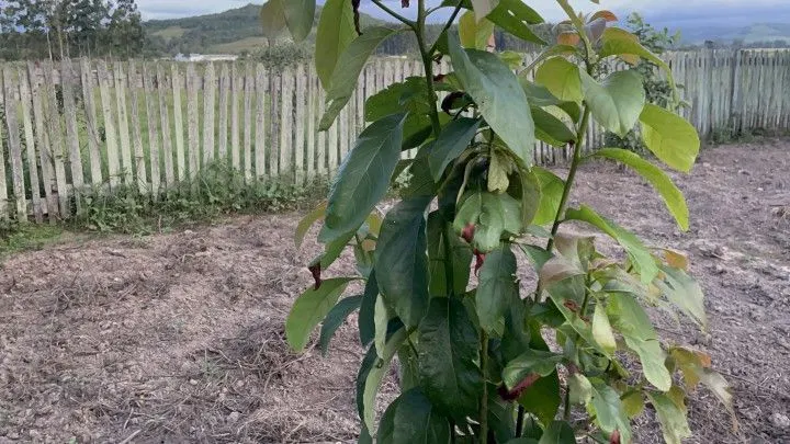 Chácara à venda de 1.900 m² em Santo Antônio da Patrulha, RS, Brasil