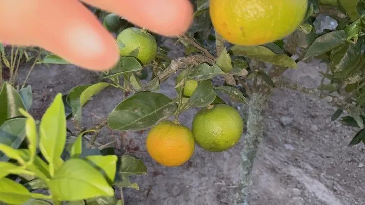 Chácara à venda de 1.900 m² em Santo Antônio da Patrulha, RS, Brasil