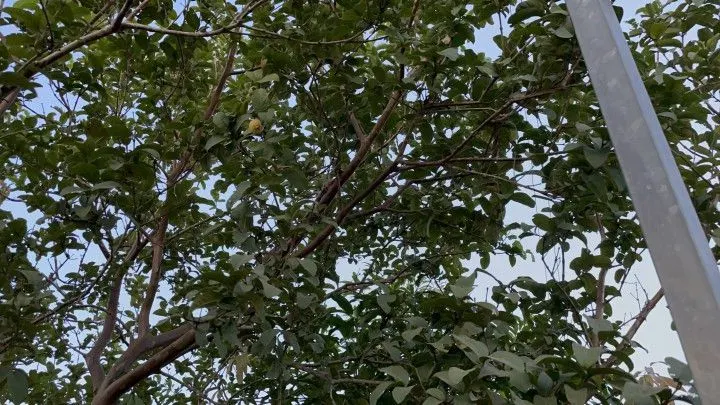 Chácara à venda de 1.900 m² em Santo Antônio da Patrulha, RS, Brasil
