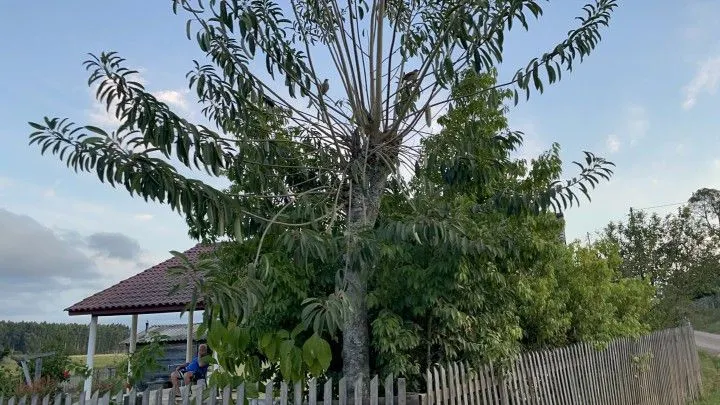 Chácara à venda de 1.900 m² em Santo Antônio da Patrulha, RS, Brasil