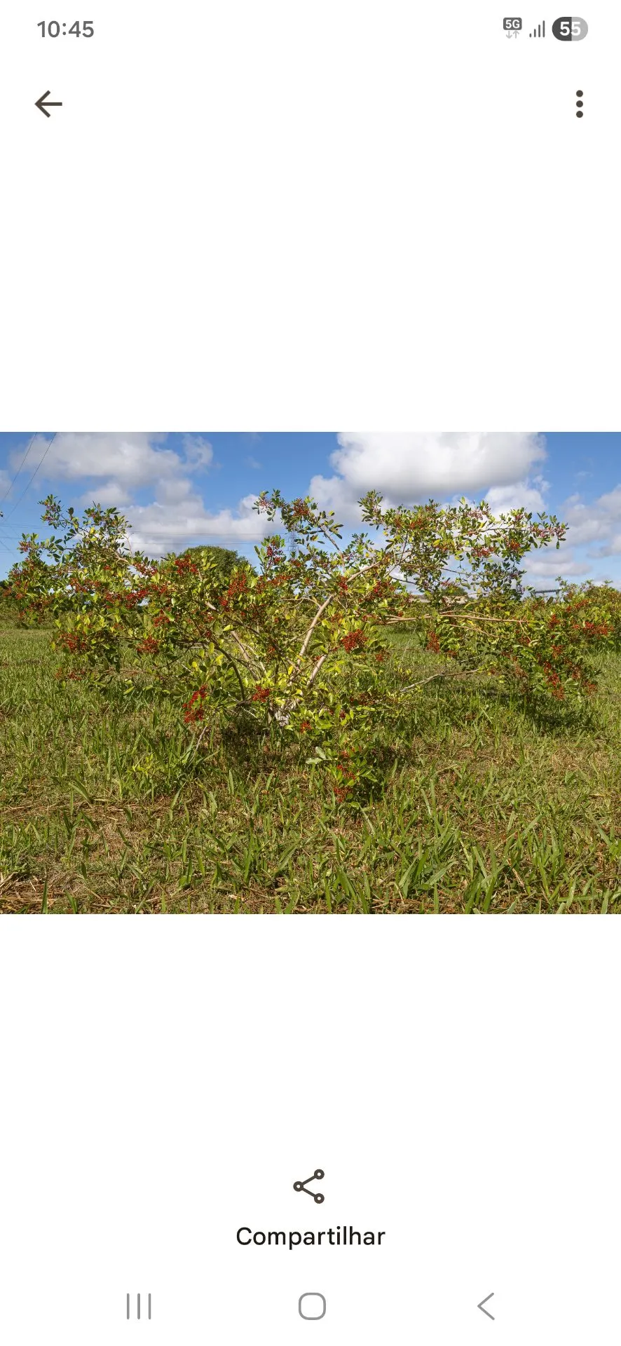 Sítio à venda de 52 ha em Linhares, ES, Brasil