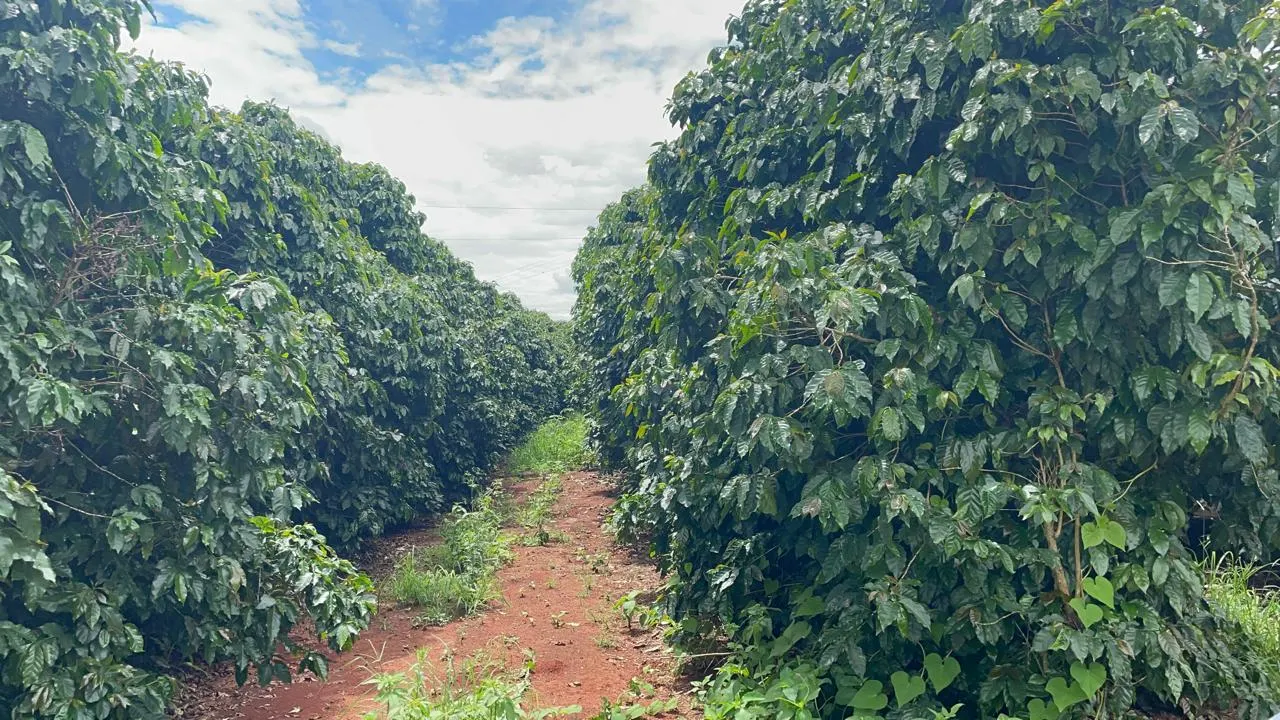 Farm for sale of 222 acres in Guimarânia, MG, Brazil
