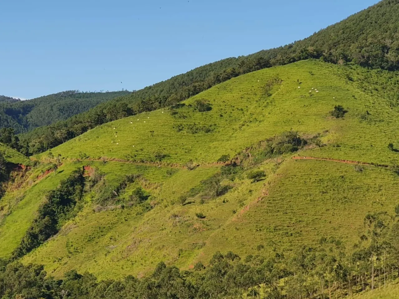 Fazenda à venda de 1.019 ha em Adrianópolis, PR, Brasil