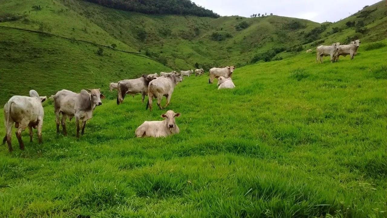 Fazenda à venda de 1.019 ha em Adrianópolis, PR, Brasil