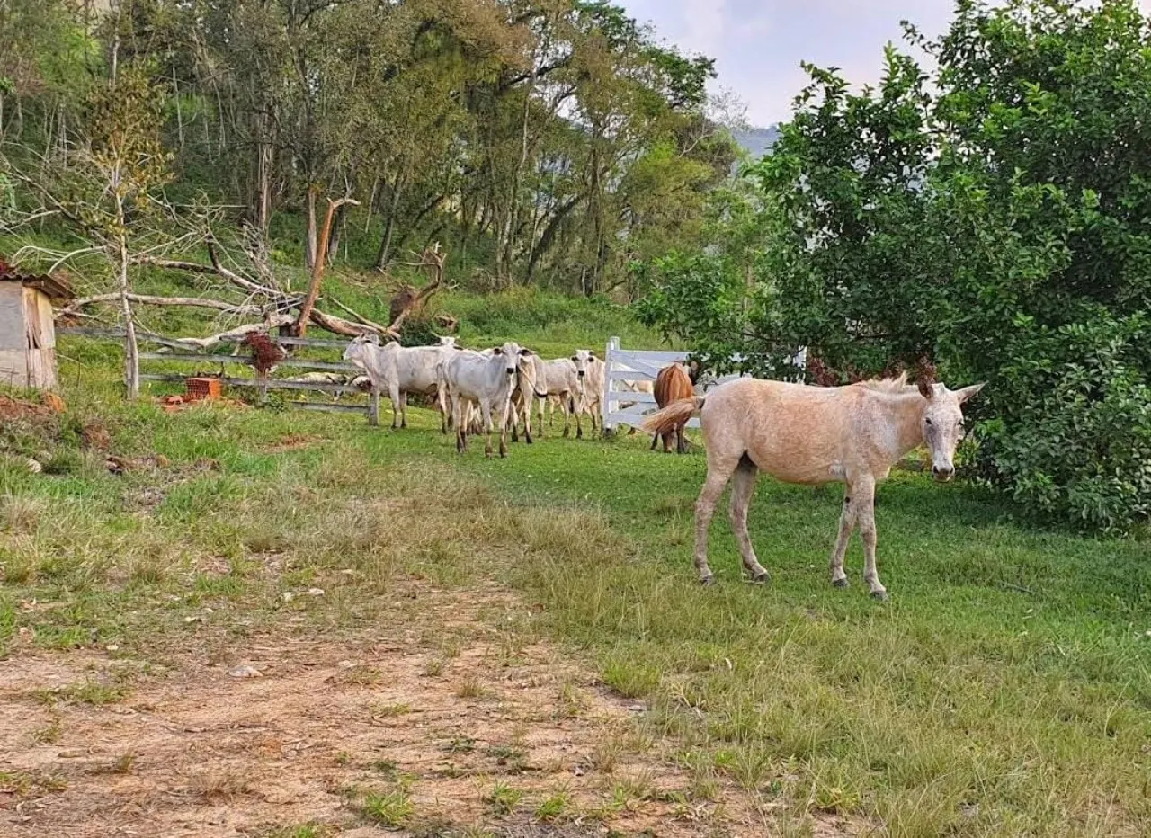 Fazenda à venda de 1.019 ha em Adrianópolis, PR, Brasil