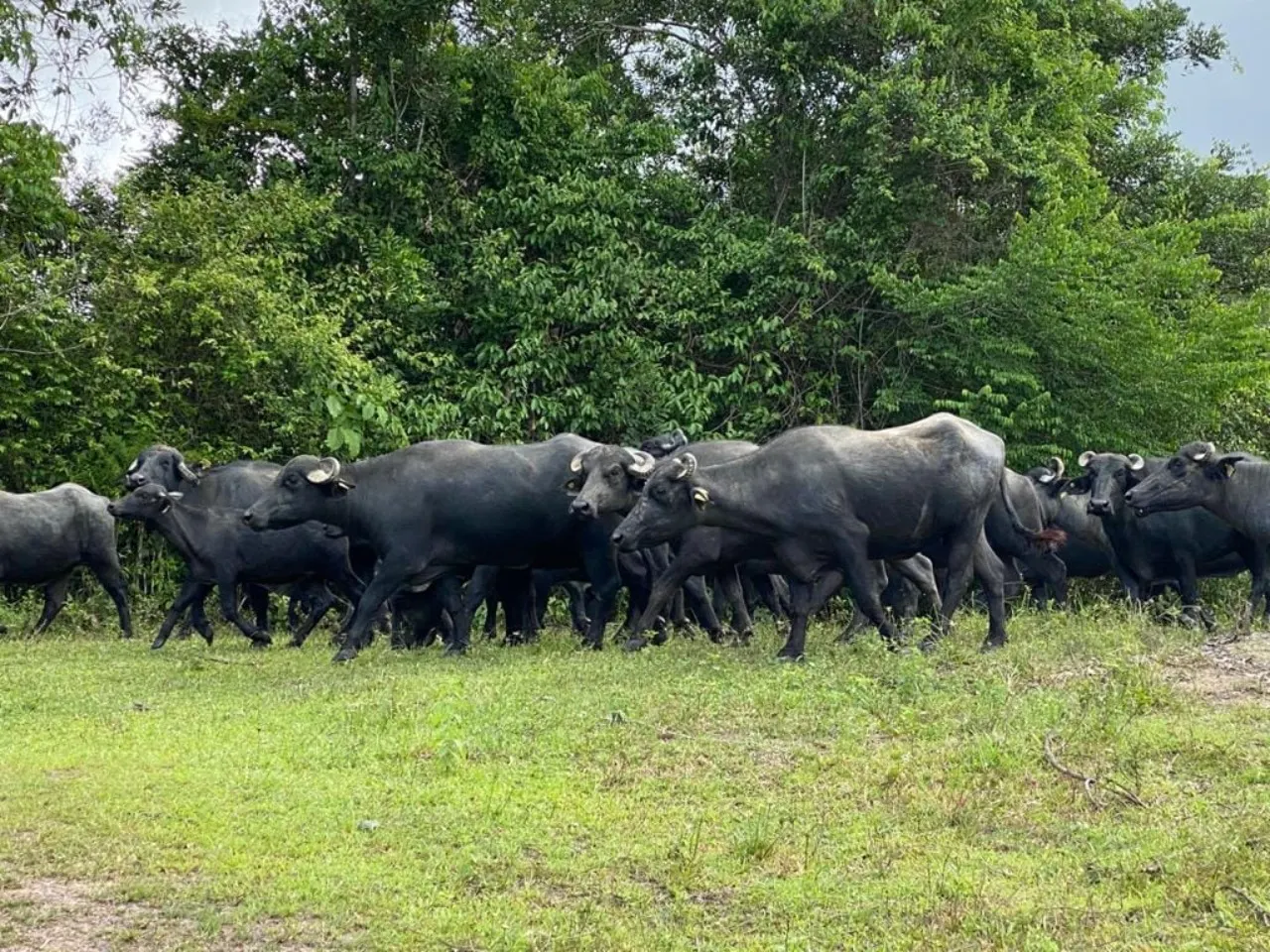 Fazenda à venda de 1.019 ha em Adrianópolis, PR, Brasil