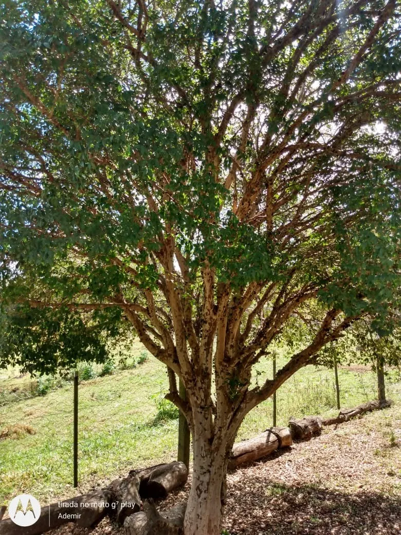 Chácara à venda de 4 ha em Bofete, SP, Brasil