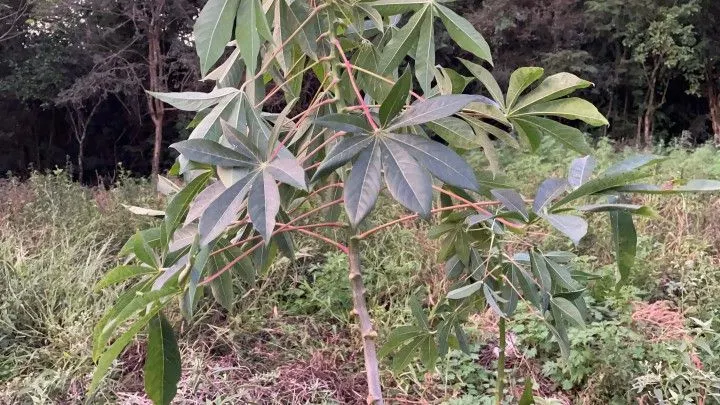 Chácara à venda de 2 ha em Santo Antônio da Patrulha, RS, Brasil