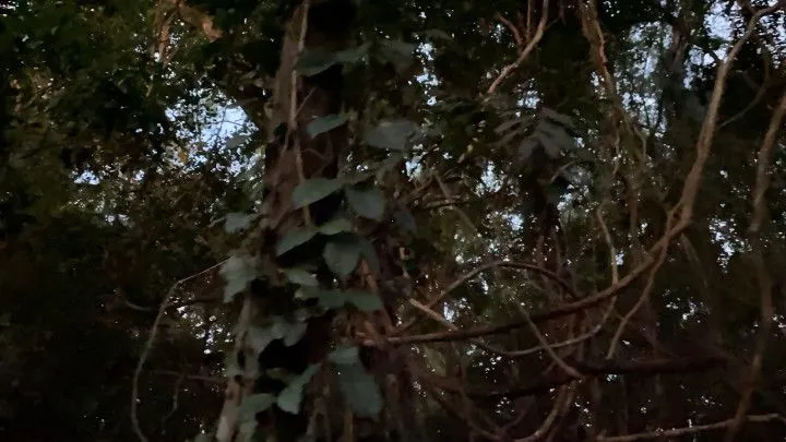 Chácara à venda de 2 ha em Santo Antônio da Patrulha, RS, Brasil