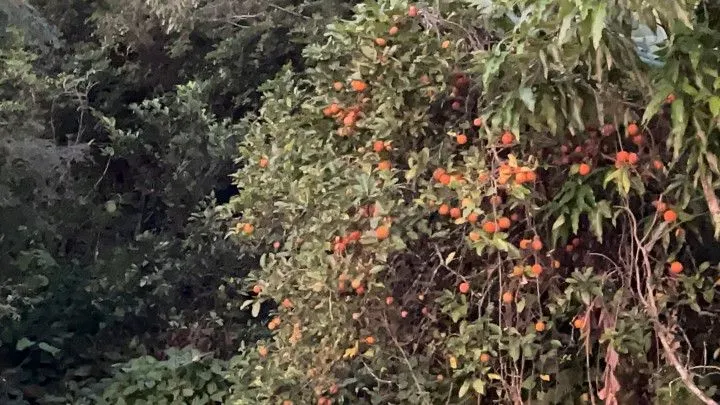 Chácara à venda de 2 ha em Santo Antônio da Patrulha, RS, Brasil