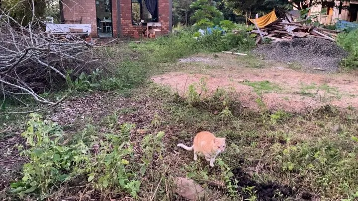 Chácara à venda de 2 ha em Santo Antônio da Patrulha, RS, Brasil